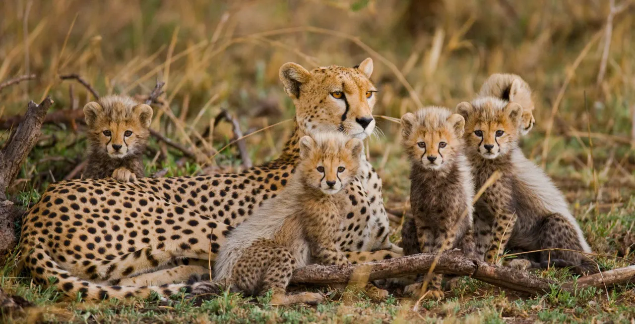  India to home South Asia's first-ever center for species survival