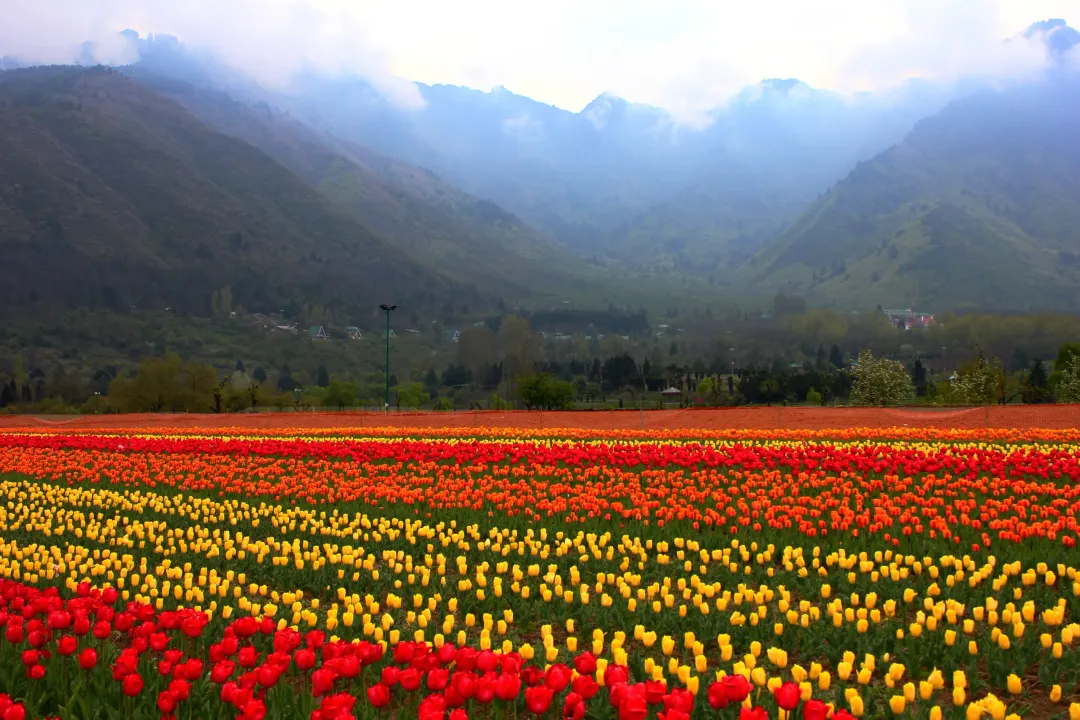  Srinagar's Tulip Garden celebrates record-breaking recognition
