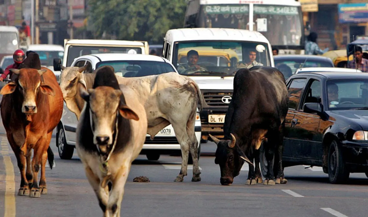  Ahmedabad to have crematorium for stray cows, aims for a dignified farewell