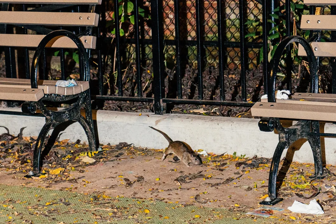  New York's latest tourist attraction: Rat tours
