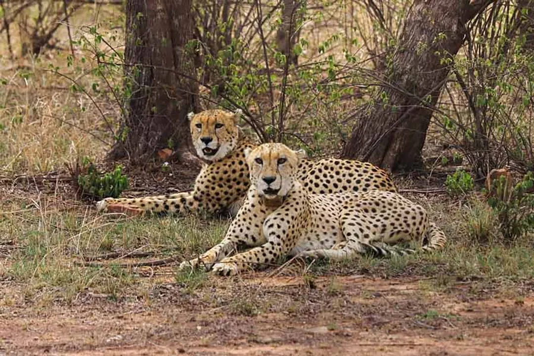  India may import Cheetahs from Northern Africa