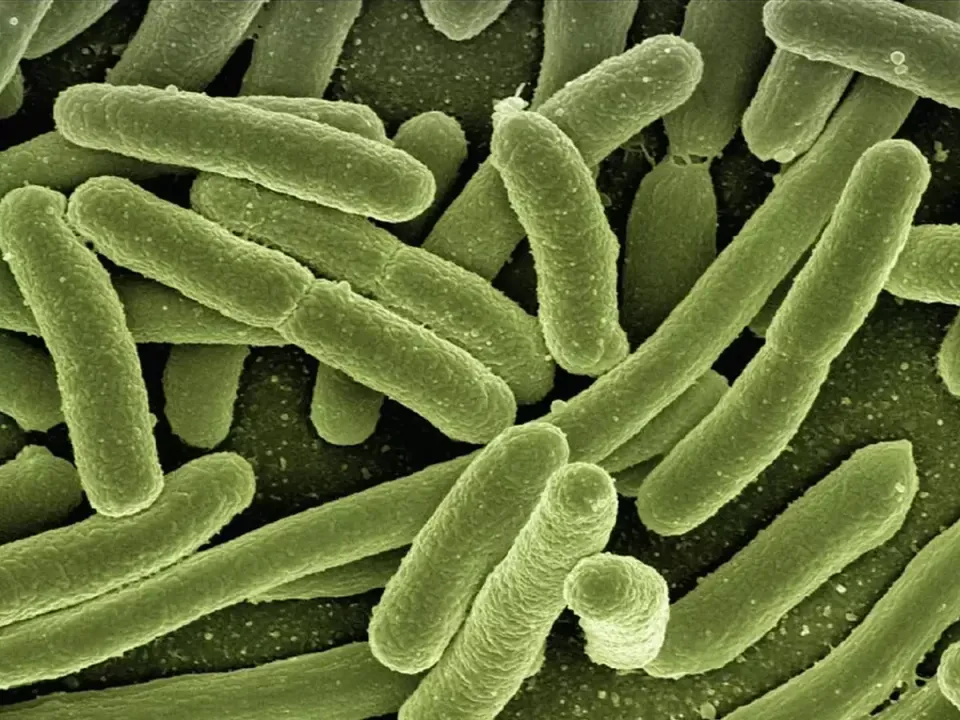  Deadly bacteria infection claims five lives in Shimla