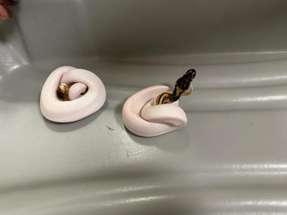  At Chennai Airport, customs officials confiscate rare snakelets from a traveller
