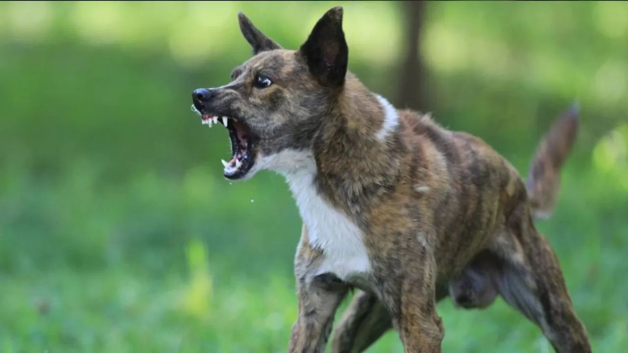  Kerala drug dealer trains dogs to attack those in police uniform | Find out what happens next