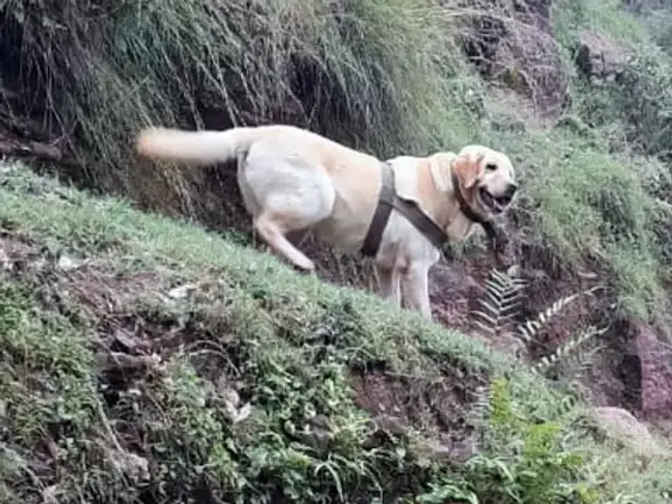  Heroic Army dog Kent's sacrifice honoured in Rajouri