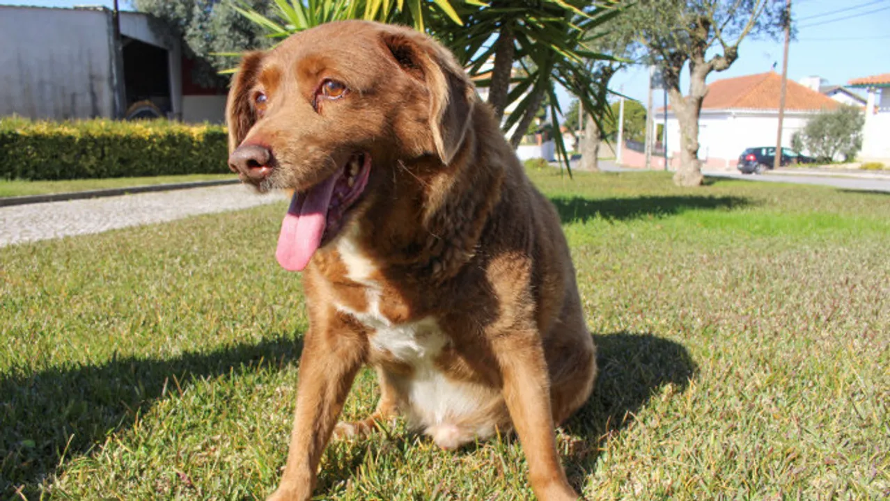  World's oldest dog, Bobi, dies at the age of 31 years in Portugal
