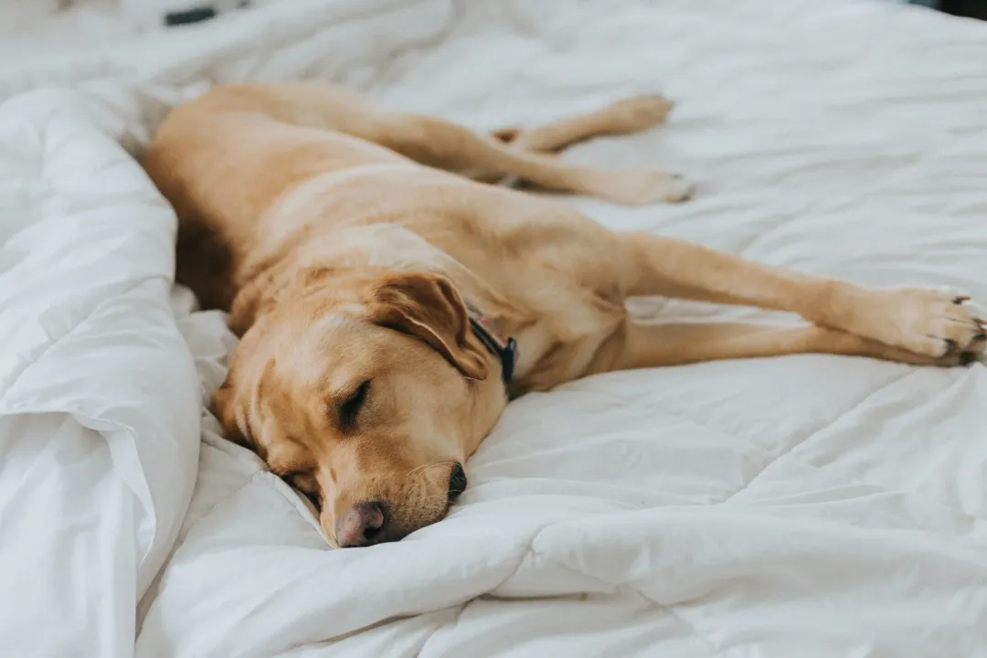 Study suggests dogs dream about human companions during sleep