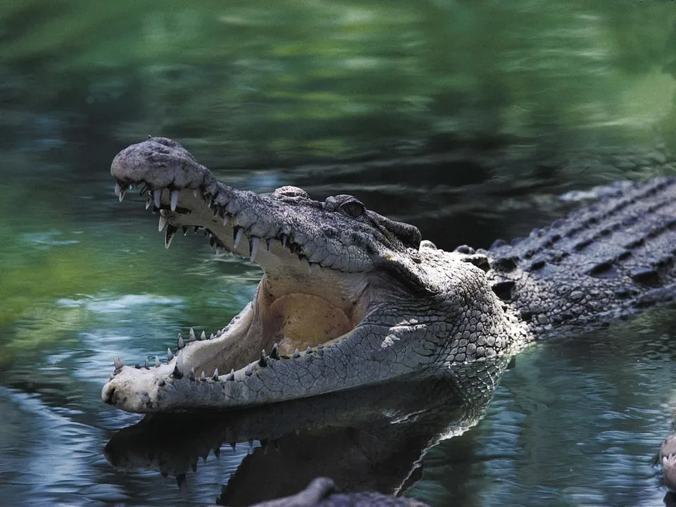 Farmer escapes crocodile attack: Unlikely bite to eyelid becomes lifesaving move