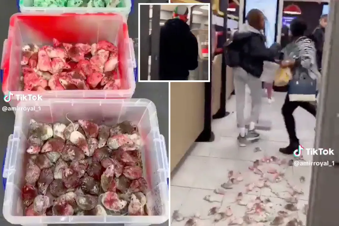  Pro-Palestine supporter unleashes painted rats inside UK McDonald's over alleged Israel support