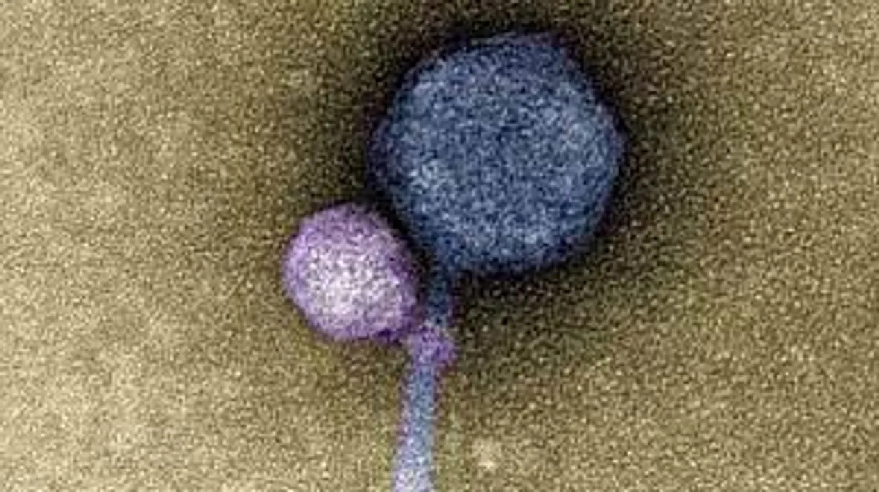  First evidence of 'vampire viruses' found in the US; Discover more