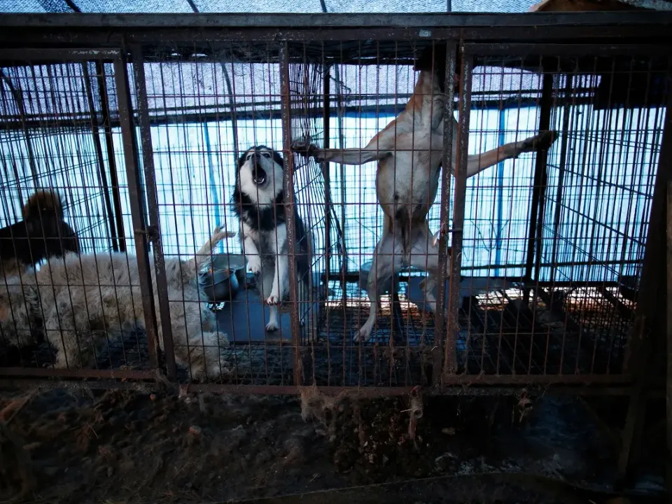  South Korea proposes ban on ancient custom of eating dogs, a win for animal rights
