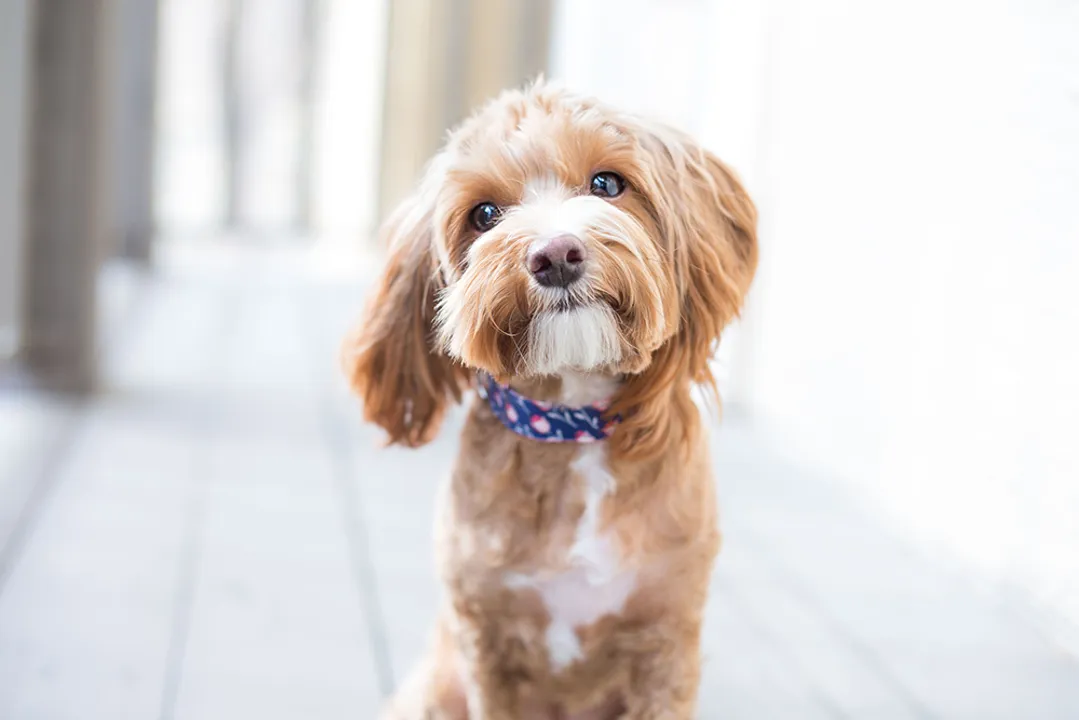  Brain scans reveal how dogs recognise owners as family over other fellow dogs