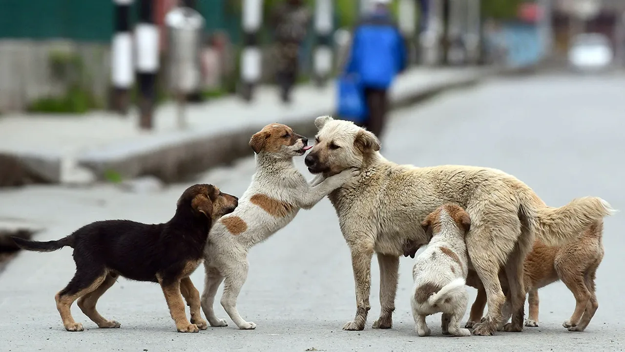 Madhya Pradesh CM calls for public input to prevent dog maulings in future