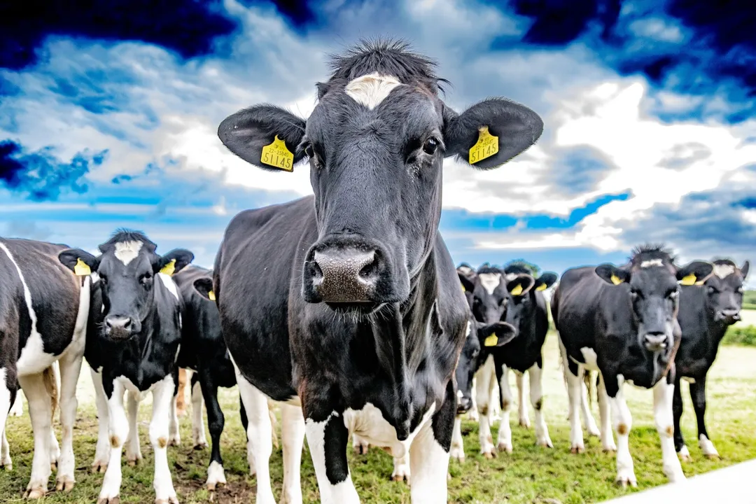  Mark Zuckerberg to produce 'highest quality beef' by feeding cows nuts and beer: PETA reacts