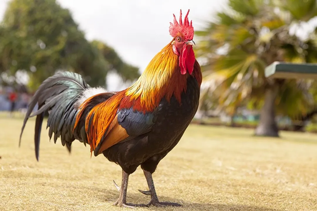  Chicken in Punjab given 'police security cover' after being attacked, made to attend court hearings