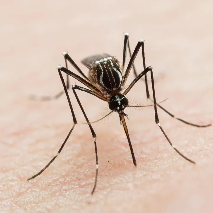  Pune's skies swirl with mosquito 'Tornadoes', Residents react with humor and concern