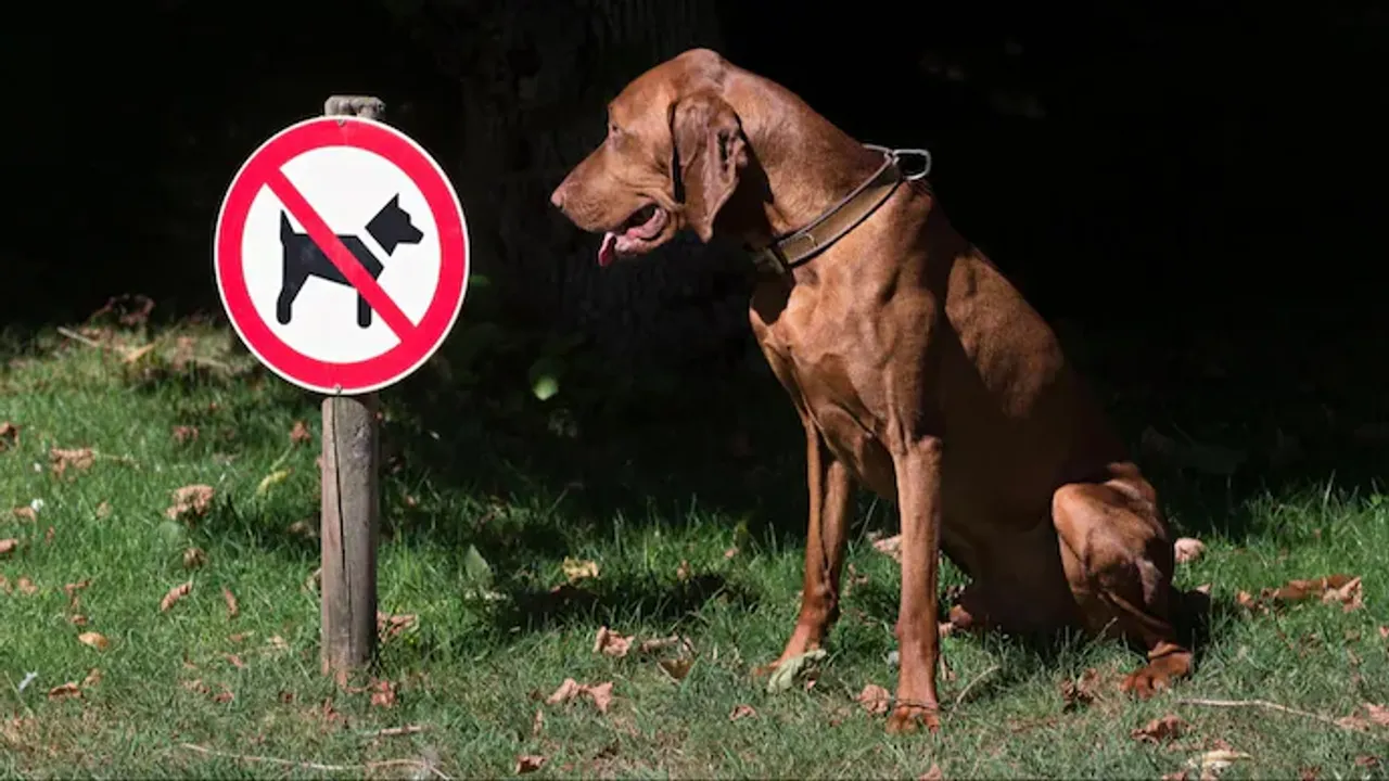 Centre bans import and breeding of ‘dangerous’ dog breeds but why?