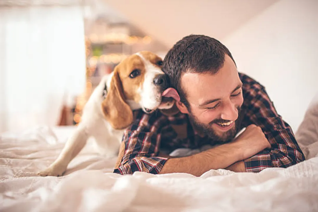  Letting your dog lick on your face can be fatal for you: Study