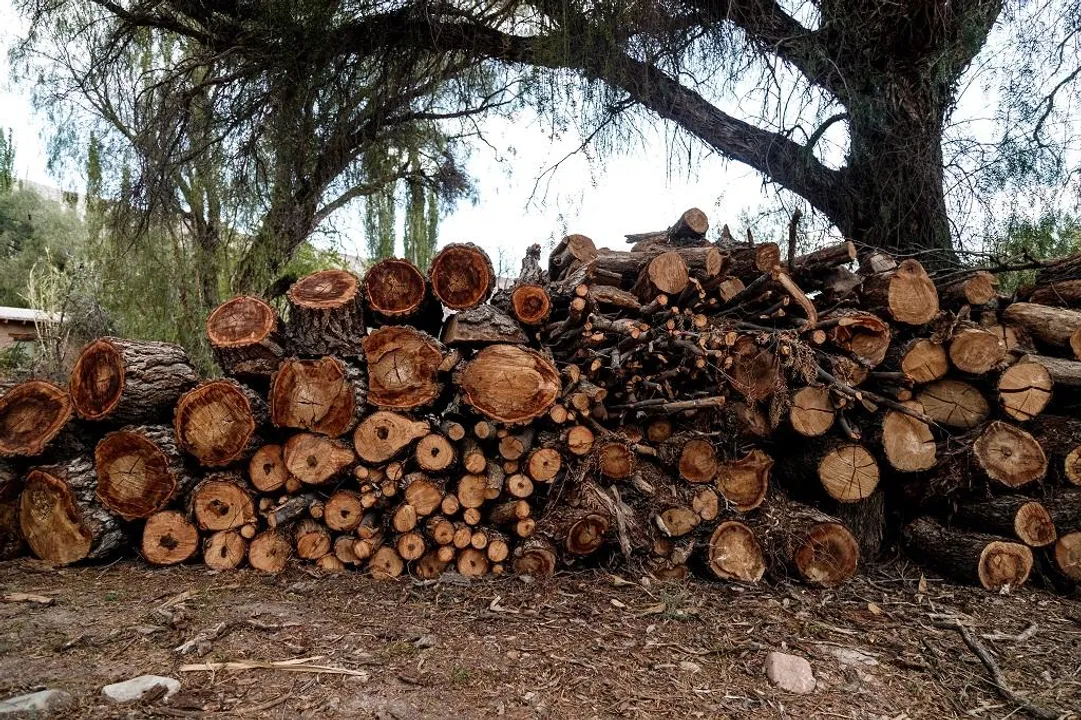  Over 50 lakh large farmland trees disappeared in India between 2018 and 2022
