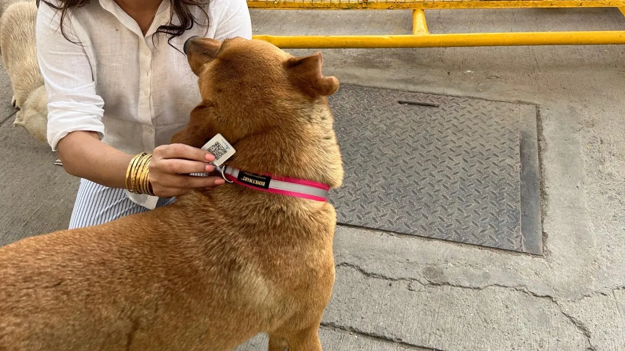  Delhi street dogs receive QR-based 'Aadhaar cards', Find out more details here