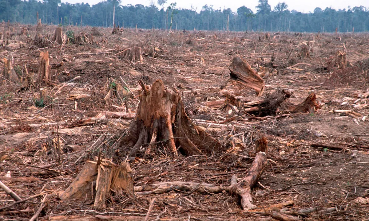  Muslim body issues fatwa prohibiting tree cutting and crop Burning