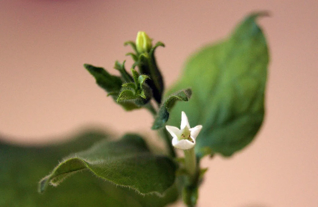  Tobacco-Like Plant Engineered to Mimic Human Breast Milk Components