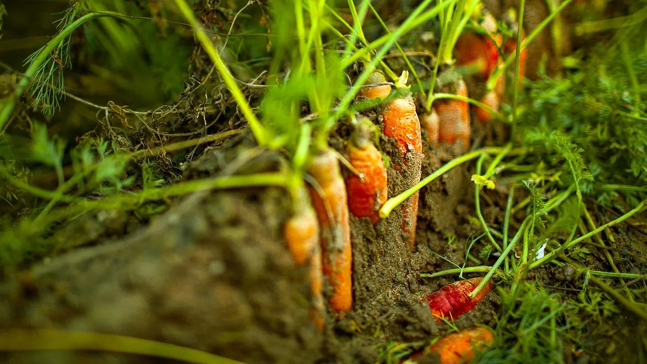  South Asian diets overloaded with microplastics: Study