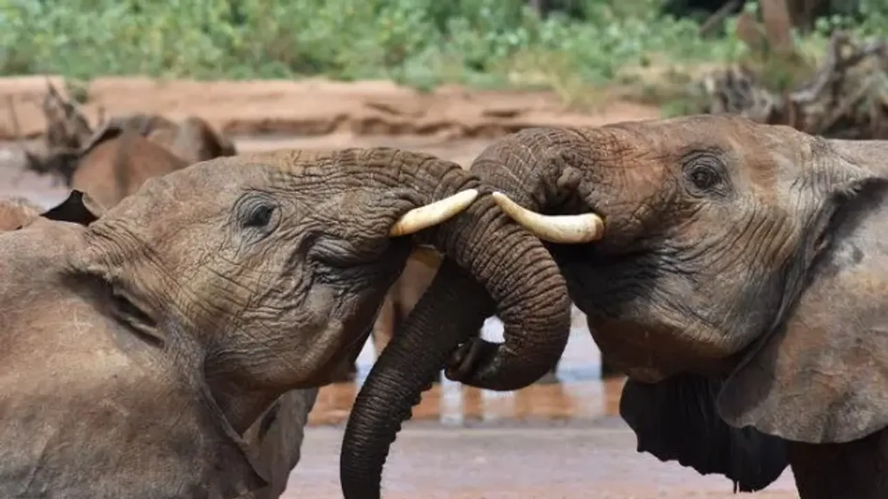  Elephants use unique names to communicate: Study