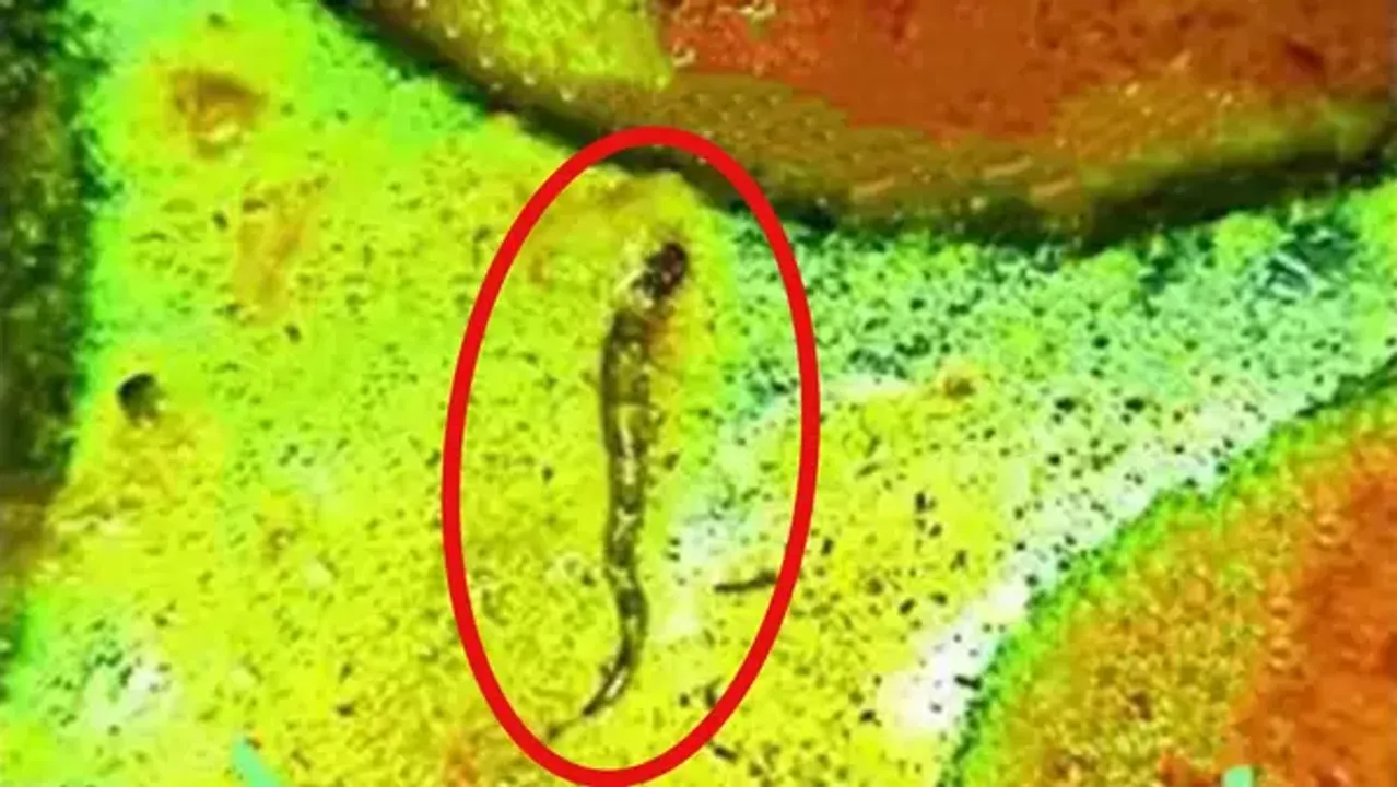  Bihar college students’ meal marred by snake contamination