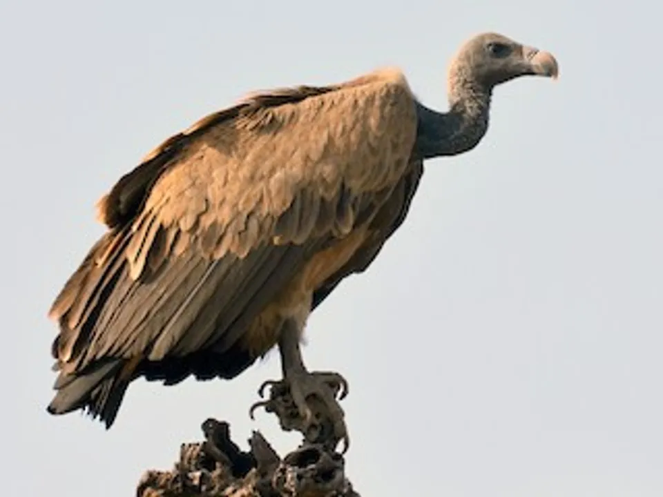  Decline in India's vulture population may have led to thousands of human death