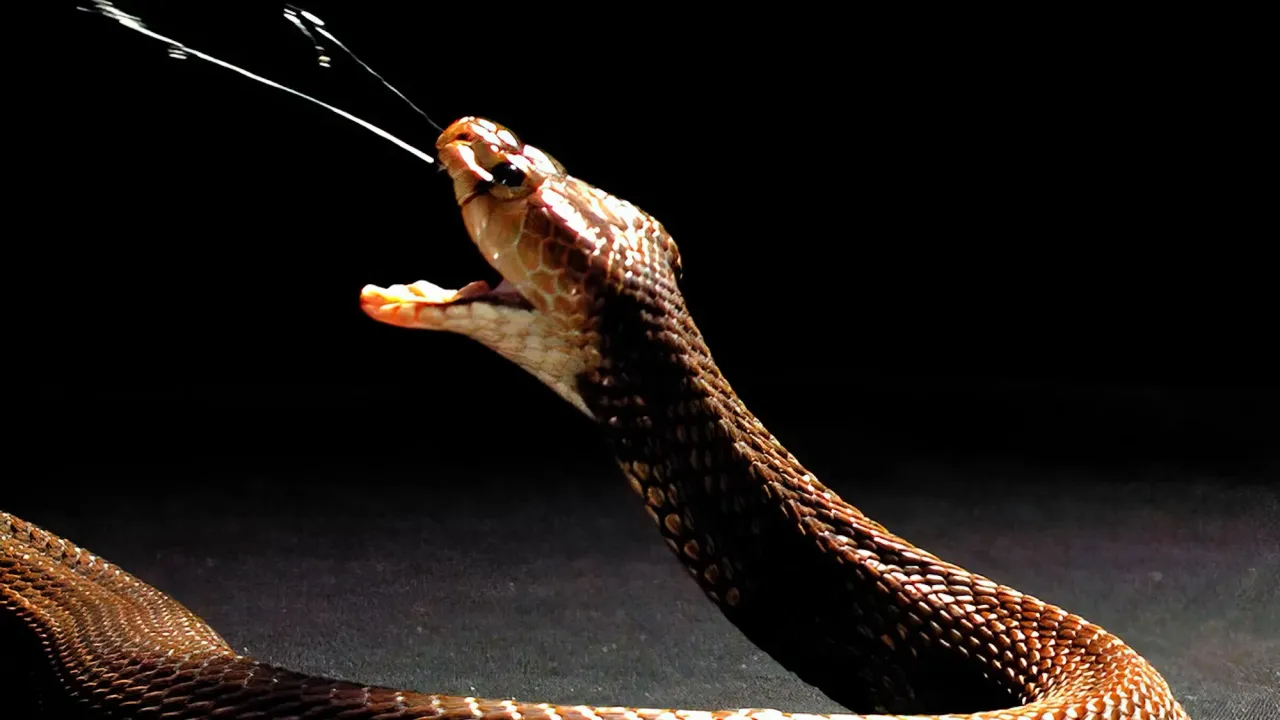  Scientists discover antidote for poisonous Cobra venom