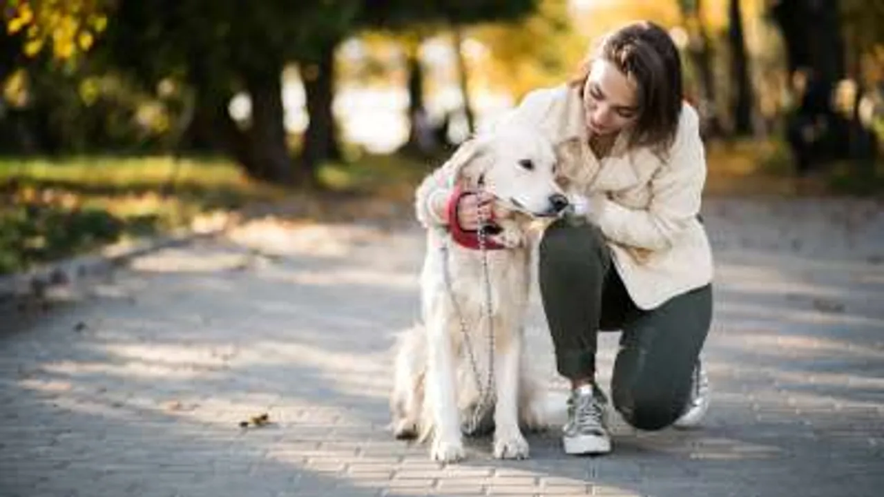  According to new research human stress could affect dogs