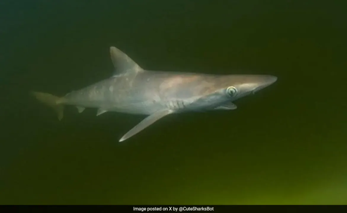  "Cocaine Sharks" discovered in Brazil, Scientists puzzled over drug source