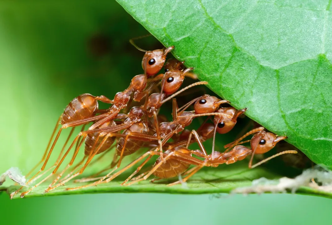  Ants can carry out surgeries and perform amputations on fellow ants: Research