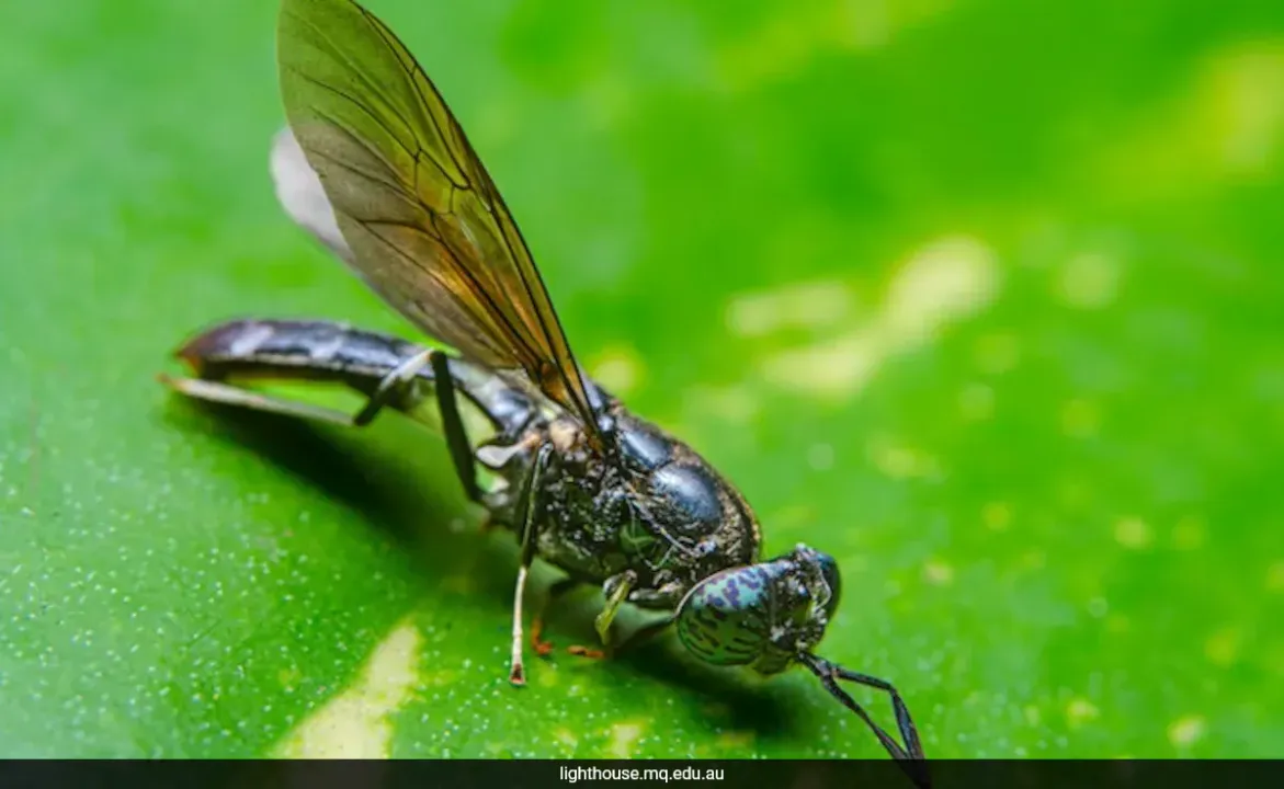  Scientists create Superflies designed to eat human poop and clean up streets