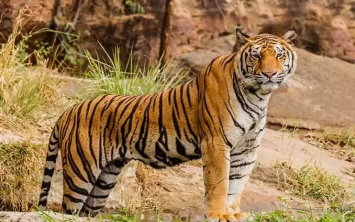  "Chhattisgarh to Launch India's Third Largest Tiger Reserve, Boosting Conservation Efforts"