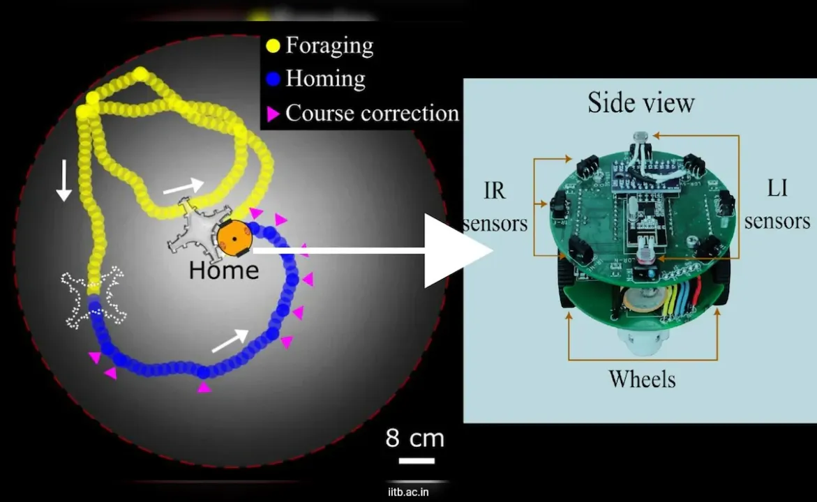  IIT researchers uncover the science behind animal homing using a robot