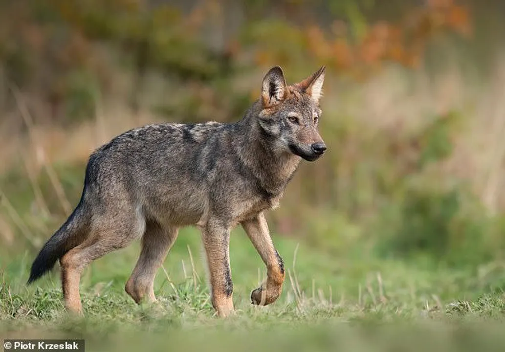  Study finds domestic dogs' brains have shrunk compared to their wild relatives