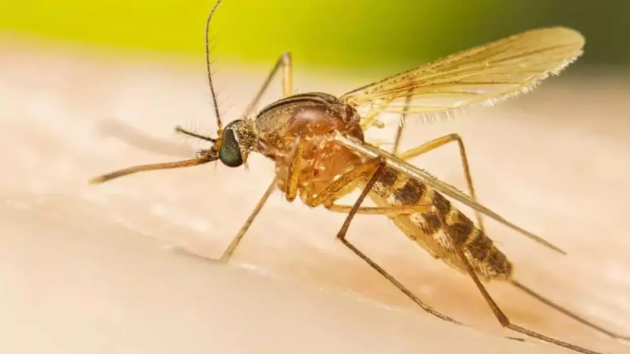  US state on high alert as rare mosquito-borne disease claims 1 in 3 lives