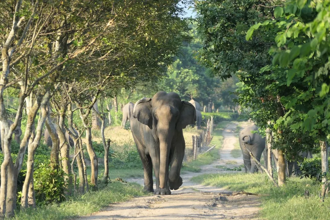  Assam releases 'Haati App' to curb human-elephant conflicts