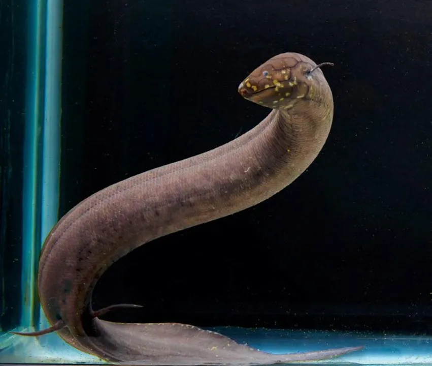  South American Lungfish: The 'Living Fossil' with the largest animal genome ever decoded