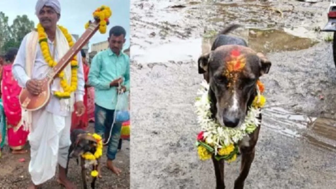  Karnataka villagers celebrate grand feast for dog's miraculous 250 km journey home