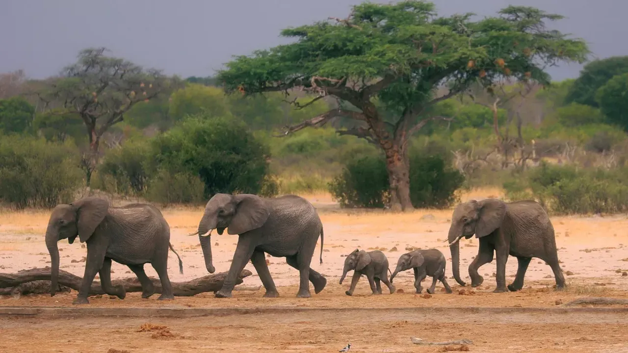  Zimbabwe and Namibia plan to cull hundreds of Elephants and wildlife to combat hunger crisis