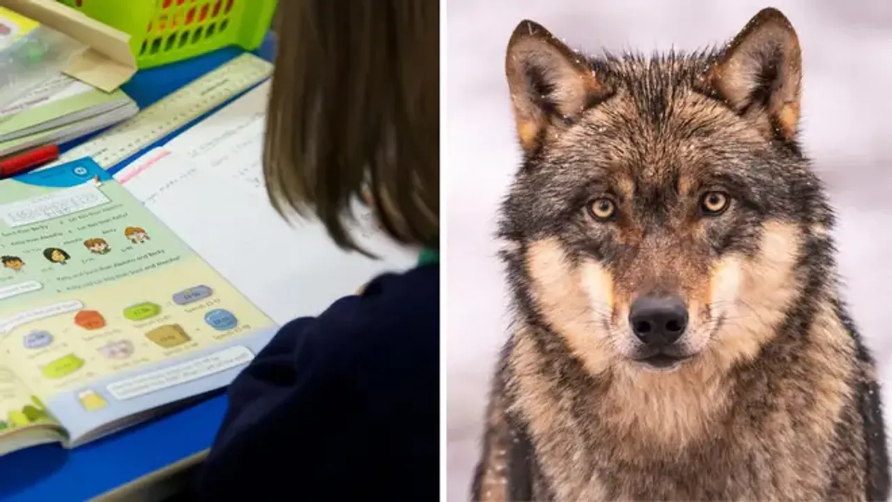  British school allows youngster to identify as a wolf