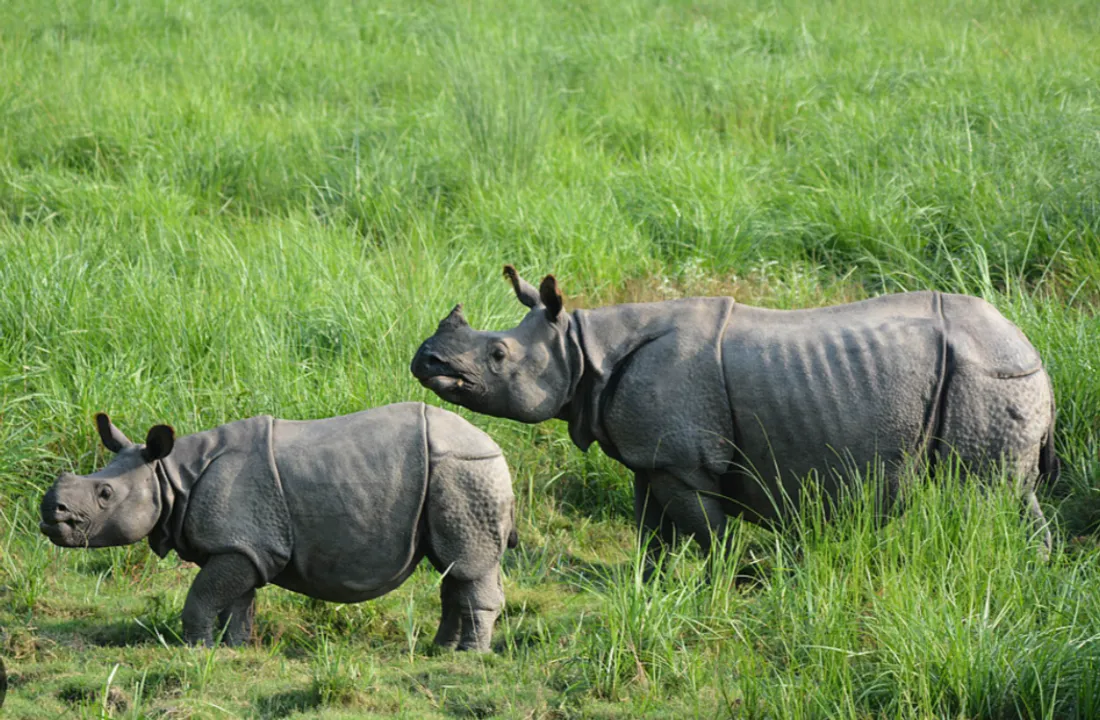  Assam’s rhino population rises five-times, reaching 3,000 from 600 since 2016