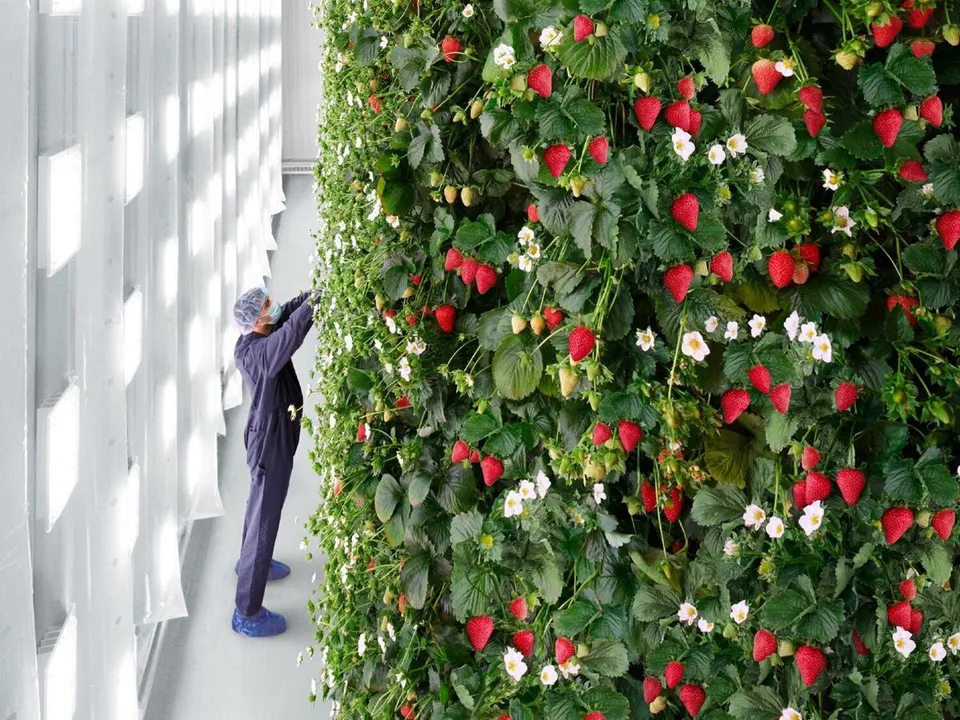  AI-powered vertical berry farm introduced in US,  4 million pounds yield in a year projected