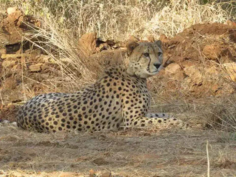  India intends to build interstate cheetah conservation facility over next 25 years