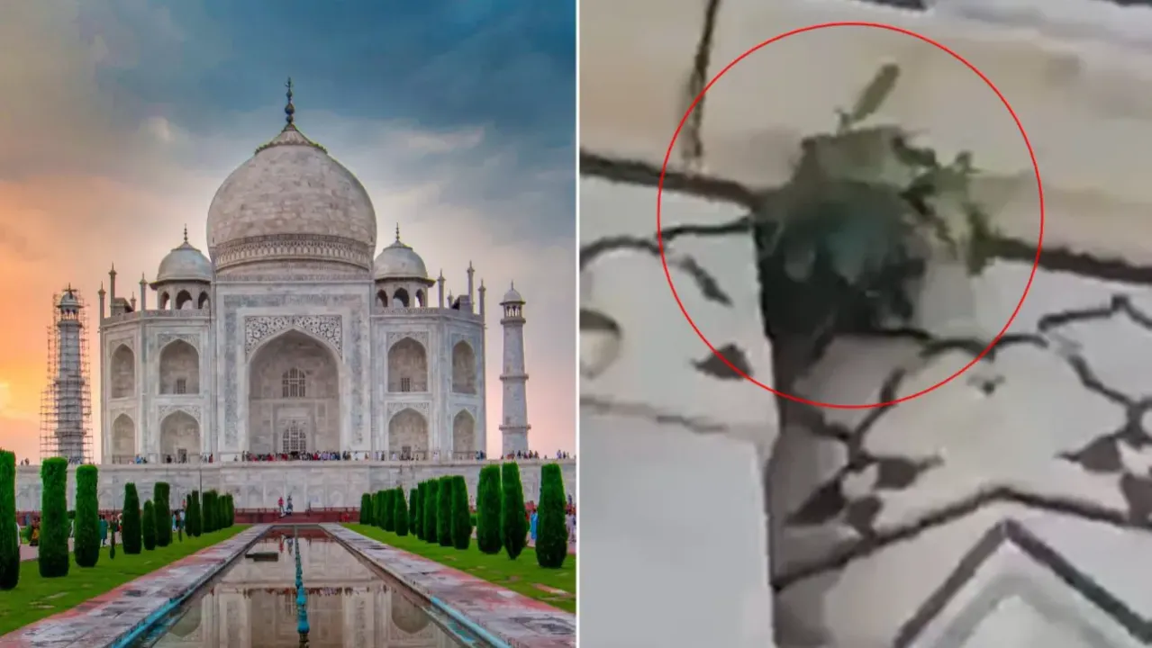  Plant grows out of Taj Mahal's marble dome, Locals raise concerns
