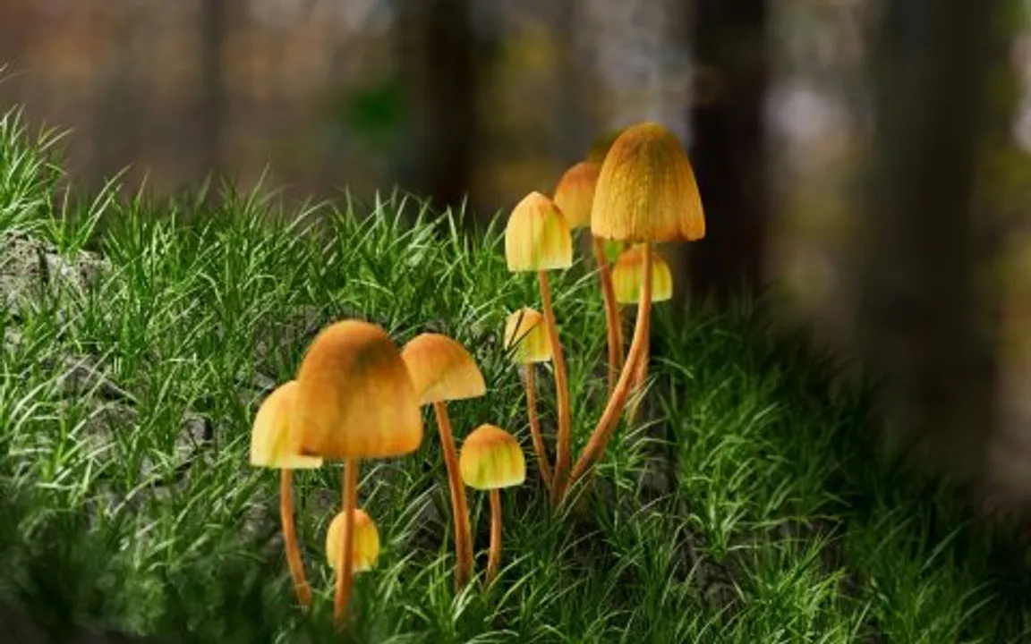  Man severely injures himself after taking magic mushrooms