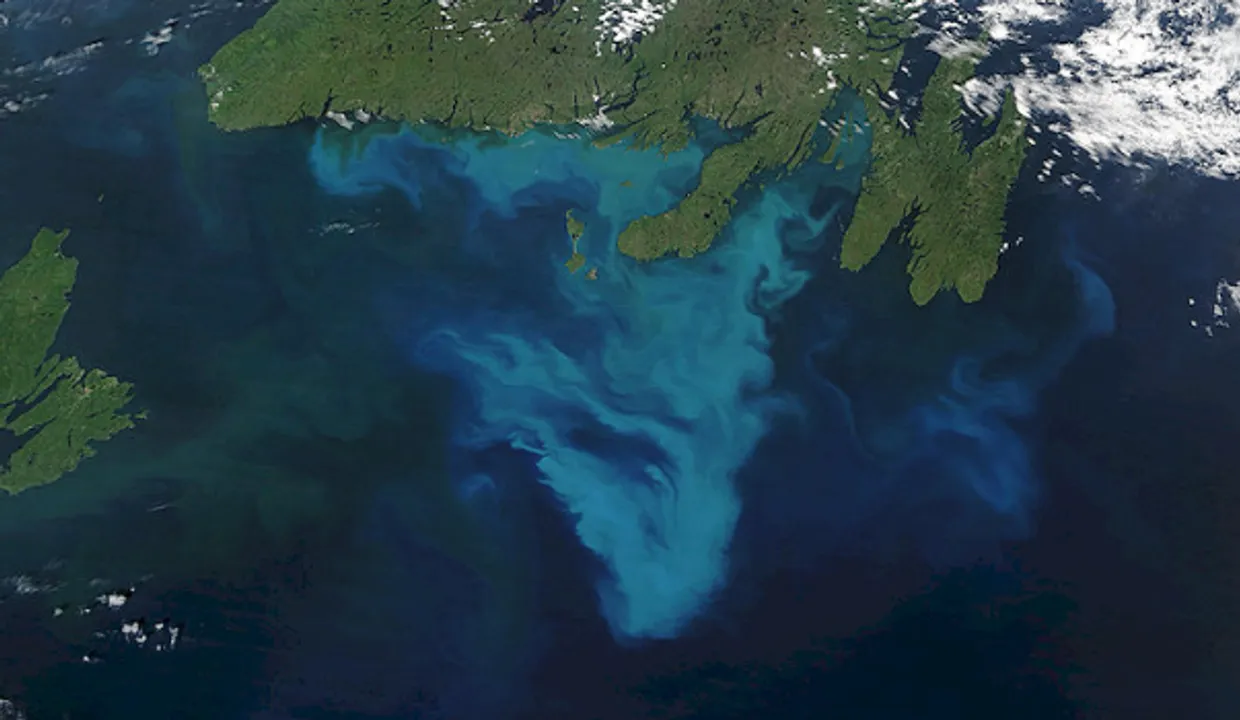  50% of the Earth's oxygen is produced by sources other than plants: All you need to know
